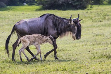 Bir antilop anne ve yeni doğan buzağı, Ngorongoro krateri, Tanz