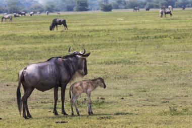 Bir antilop anne ve yeni doğan buzağı, Ngorongoro krateri, Tanz