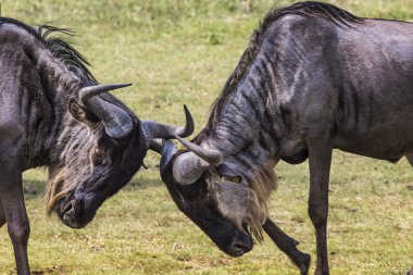 Yaklaşık her karşı başlarını parçalamak için iki savaş antiloplar