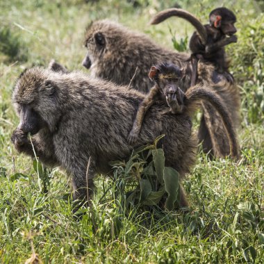 Savannah ile onun bebek üzerinde yürürken babun anne 