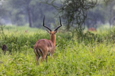 Güzel erkek Impala ram portresi. Tarangire Ulusal Par