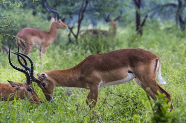 Güzel erkek Impala ram portresi. Tarangire Ulusal Par