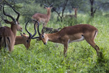 Güzel erkek Impala ram portresi. Tarangire Ulusal Par