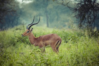 Güzel erkek Impala ram portresi. Tarangire Ulusal Par