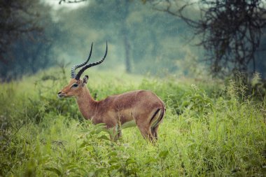 A portrait of a beautiful male impala ram.Tarangire National Par clipart