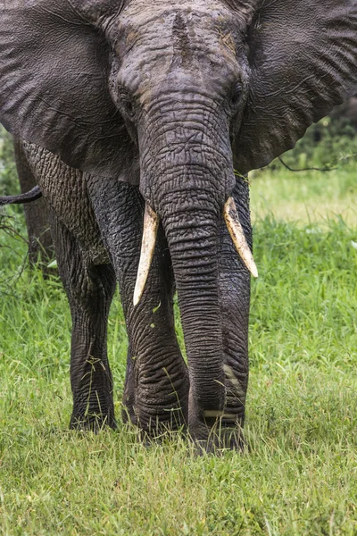 Słoń afrykański w park narodowy tarangire, tanzania — Zdjęcie stockowe