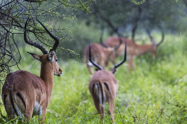 Un retrato de una hermosa rampa de impala masculina. Tarangire National Par —  Fotos de Stock