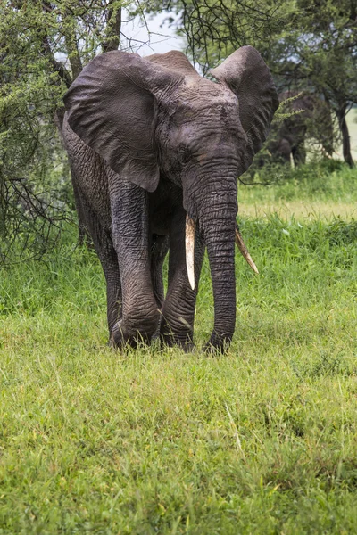 Słoń afrykański w park narodowy tarangire, tanzania — Zdjęcie stockowe