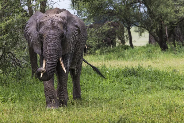 Afrikansk elefant i tarangire national park i tanzania — Stockfoto