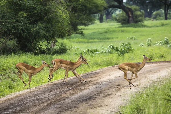 Impala fêmea com impala jovem. Parque Nacional Tarangire - Wildl — Fotografia de Stock