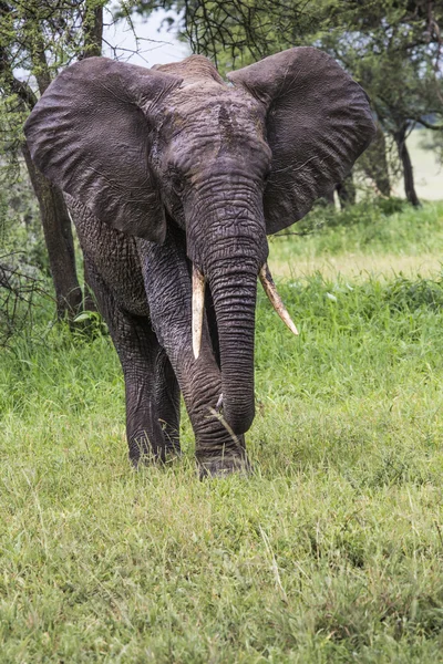 African elephant in the Tarangire National Park, Tanzania — Stock Photo, Image