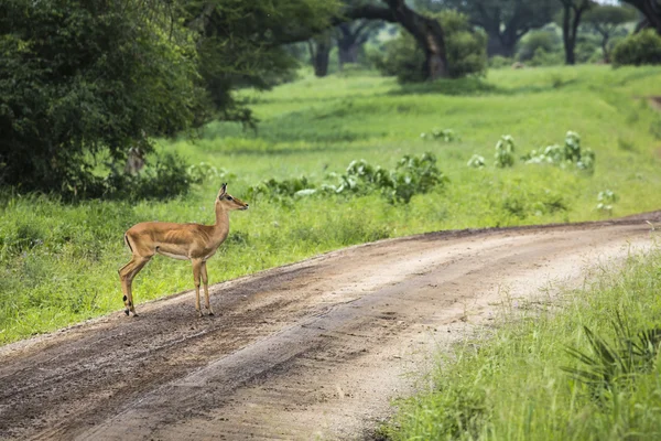 Kobiece impala z młodych impala. Park Narodowy Tarangire - Wildl — Zdjęcie stockowe