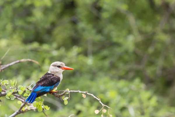 在马尼亚拉湖国家公园，坦桑尼亚的林地翠鸟 — 图库照片