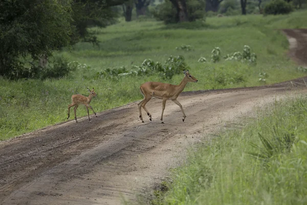 Impala hembra con impala joven. Parque Nacional de Tarangire - Wildl —  Fotos de Stock