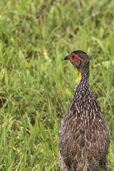 A Natal Spurfowl or Natal Francolin (Pternistis natalensis) Stan — Stock Photo, Image