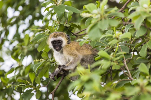 Tumbili (Cercopithecus aethiops) siedzi na drzewie, Południowa — Zdjęcie stockowe