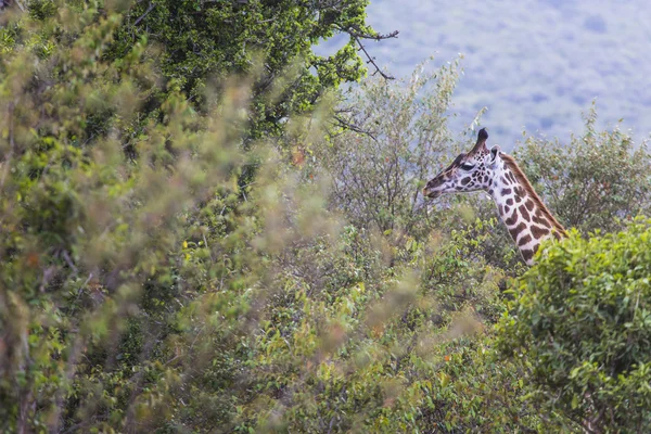 Giraffe auf Safari in Kenia. — Stockfoto