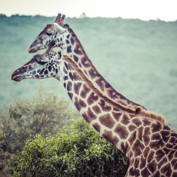 Giraffe on safari wild drive, Kenya. — Stock Photo, Image