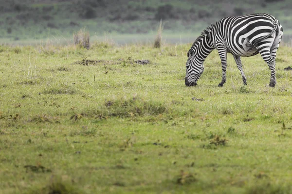 Zebra no Parque Nacional. África, Quénia — Fotografia de Stock