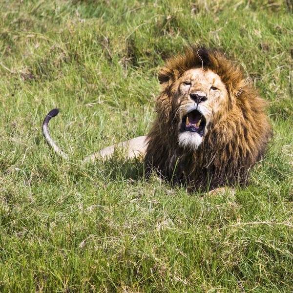 Gran León mostrando sus peligrosos dientes en Masai Mara, Kenia . — Foto de Stock
