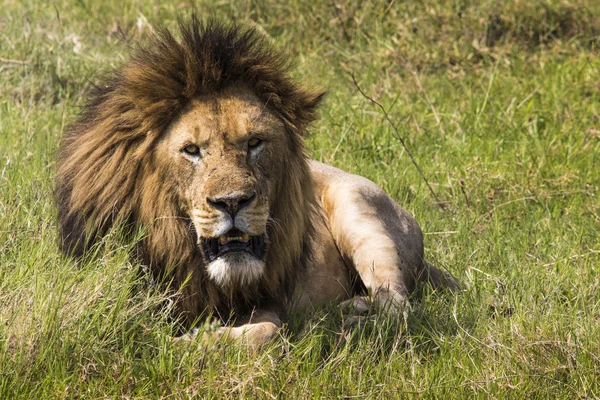 Retrato de Leão em Masai Mara, Quênia — Fotografia de Stock