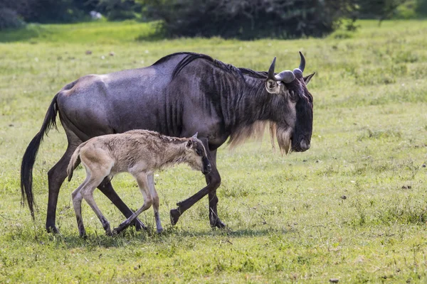 Madre Wildebeest e vitello appena nato, Cratere Ngorongoro, Tanz — Foto Stock