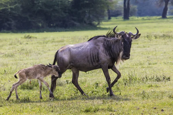 Madre Wildebeest e vitello appena nato, Cratere Ngorongoro, Tanz — Foto Stock