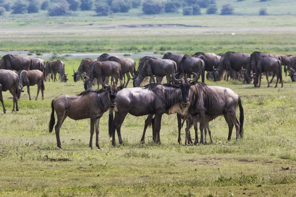 Masai mara wildebeest göç Tanzanya, Afrika.