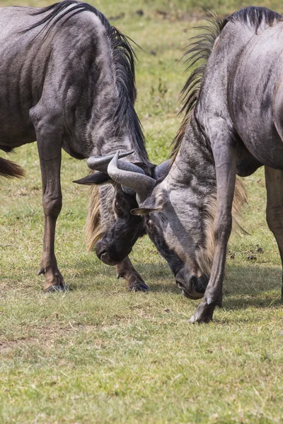 Kaksi taistelevaa Wildebeesiä aikoo murskata heidän päänsä kumpaankin. — kuvapankkivalokuva