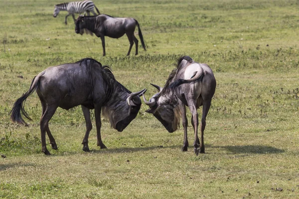 Two battling Wildebeests about to smash their heads against each — Stock Photo, Image