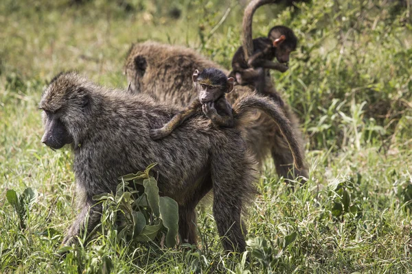 Baboon madre caminando a través de la sabana con su bebé en el —  Fotos de Stock