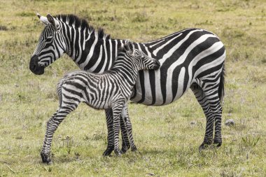 Zebras in Ngorongoro conservation area, Tanzania clipart