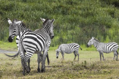 Zebralar ngorongoro koruma alanında, Tanzanya
