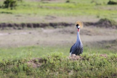 Taçlı Turna (Balearica regulorum))