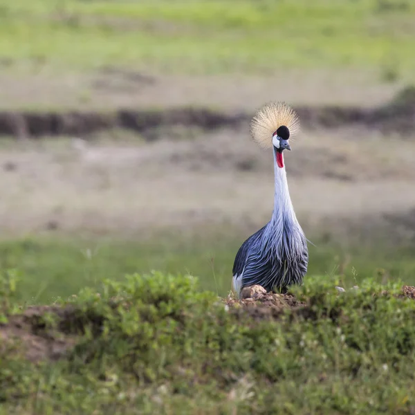 Witte gekroonde kraanvogel (Balearica regulorum)) — Stockfoto