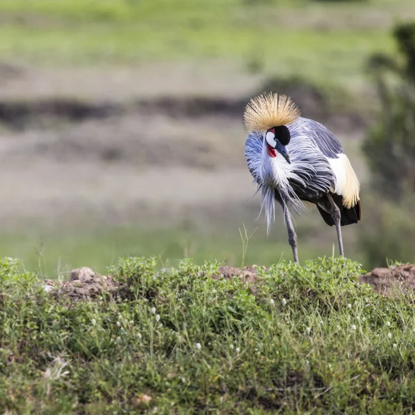 Witte gekroonde kraanvogel (Balearica regulorum)) — Stockfoto