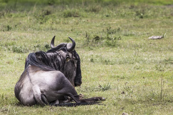 Masai Mara gnus migração na Tanzânia, África . — Fotografia de Stock