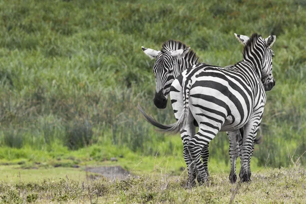 Zebras im Naturschutzgebiet Ngorongoro, Tansania — Stockfoto