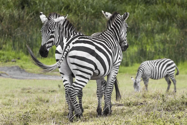 Zebre nella zona di conservazione di Ngorongoro, Tanzania — Foto Stock