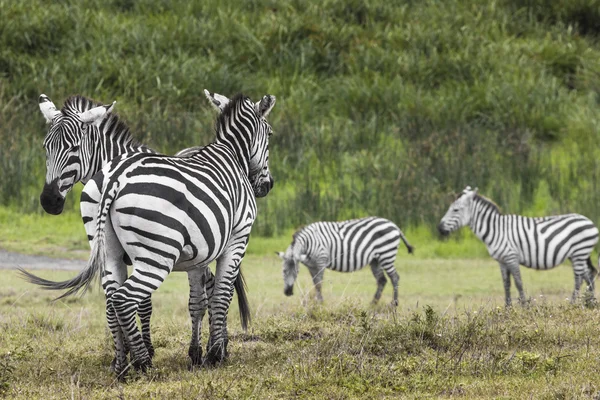 Zebre nella zona di conservazione di Ngorongoro, Tanzania — Foto Stock