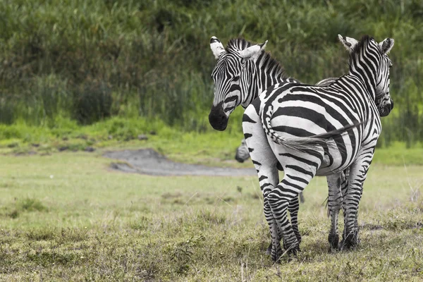Ngorongoro Természetvédelmi terület, Tanzánia zebrák — Stock Fotó
