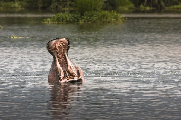 Hippos - Serengeti Wildlife Conservation Area, Safari, Tanzania, — Stock Photo, Image