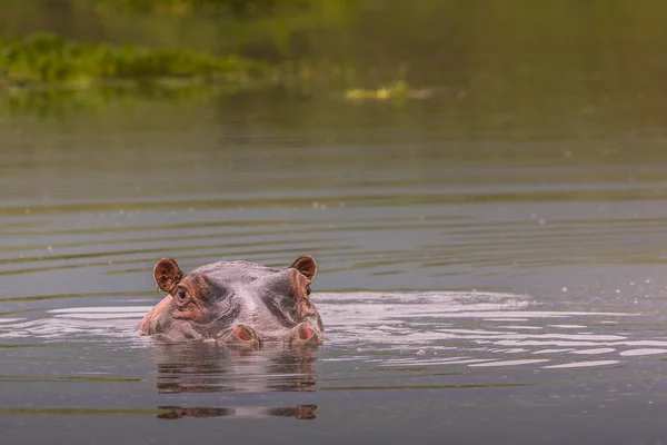 Hippos - Serengeti Wildlife Conservation Area, Safari, Tanzania, — Stock Photo, Image