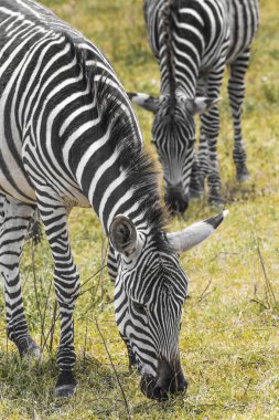 Zebra Ulusal Park 'ta. Afrika, Kenya
