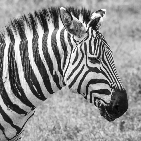 Zebra im Nationalpark. Afrika, Kenia — Stockfoto