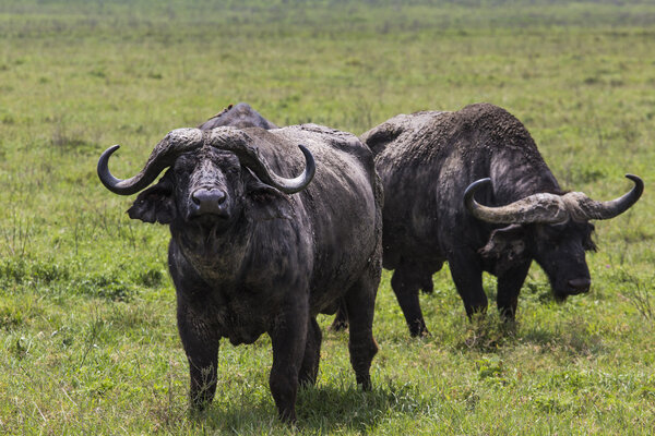 Африканский буйвол (Syncerus caffer) на траве. Фотография была сделана
