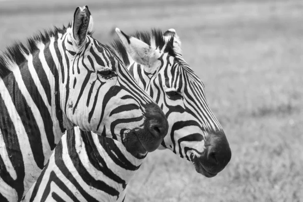 Зебра в Национальном парке. Африка, Кения — стоковое фото