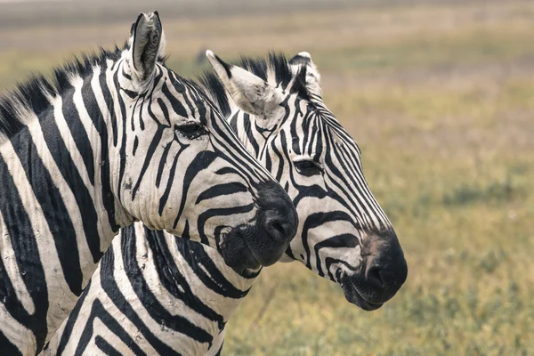 Zebra a Nemzeti Parkban. Afrika, Kenya — Stock Fotó