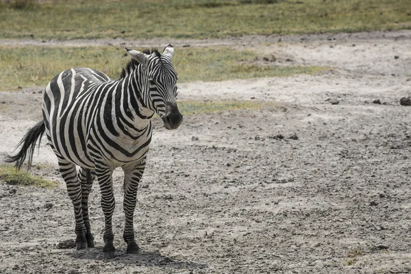 国立公園のゼブラ。アフリカ、ケニア — ストック写真