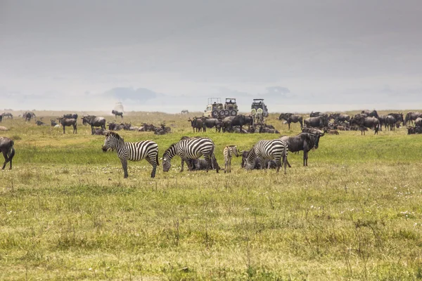 Una madre ñu y ternero recién nacido, cráter de Ngorongoro, Tanz — Foto de Stock